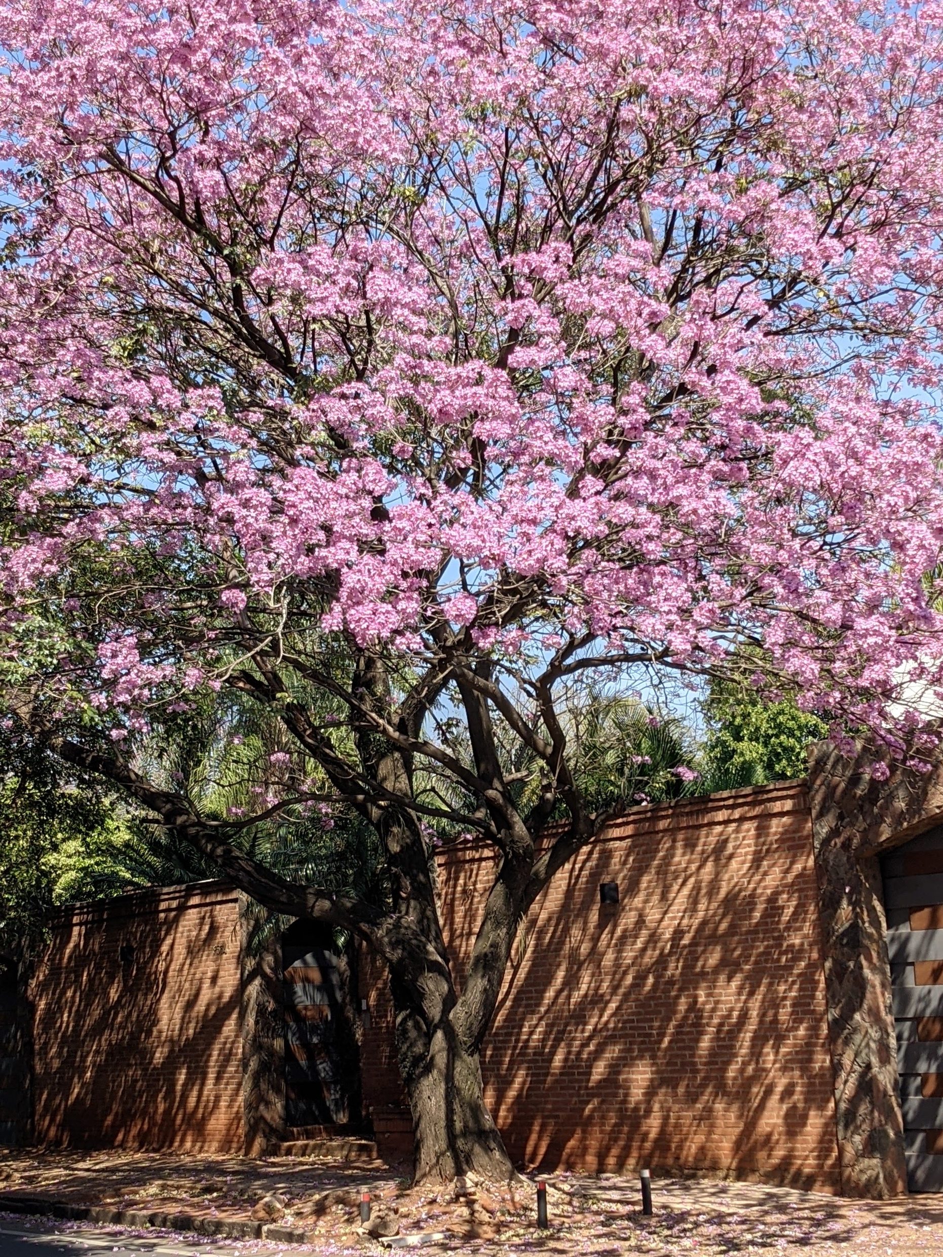 Lapacho tree on a street in Asuncion